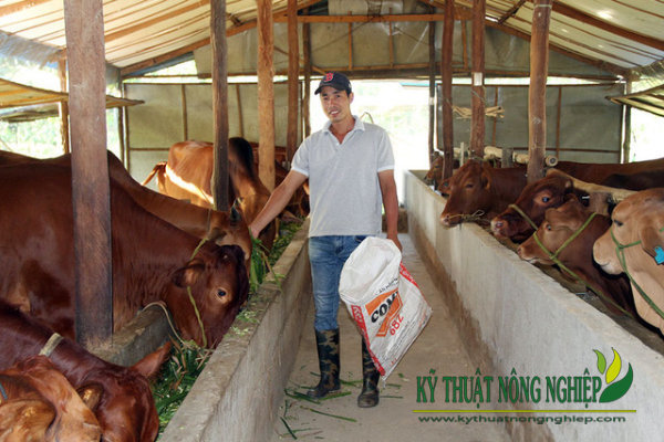 Làm giàu tư mô hình nuôi bò lai nhốt chuồng ở Bình Phước