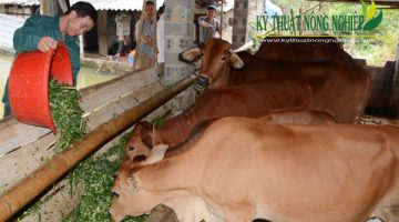 Phát triển chăn nuôi bò thịt tại tỉnh Đồng Nai