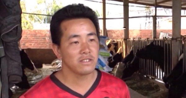Chăn nuôi bò sữa ở Lâm Đồng gặp khó vì "thiếu cỏ"