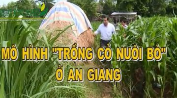 Mô hình trồng cỏ nuôi bò ở An Giang